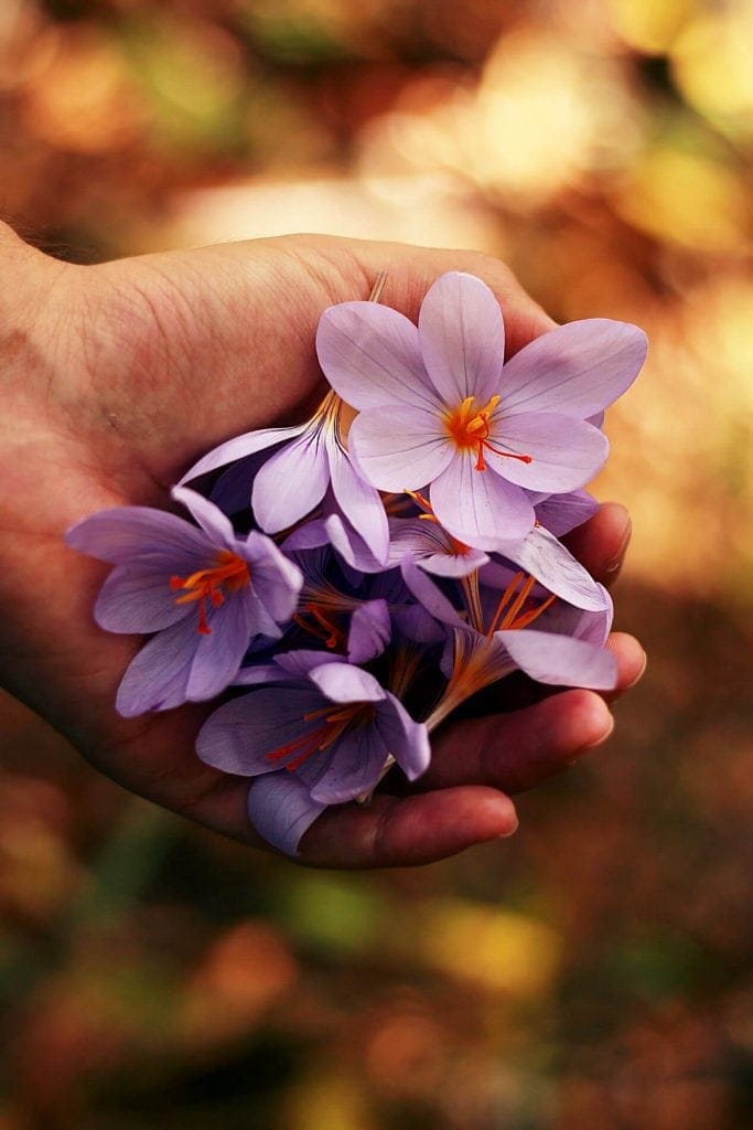 roberta-sorge-152287-unsplash roberta-sorge-152287-unsplash