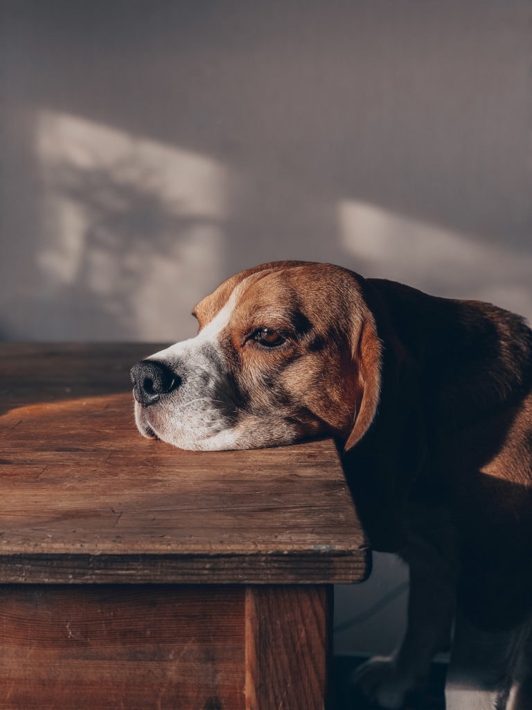 Boundaries: Home for the Holidays