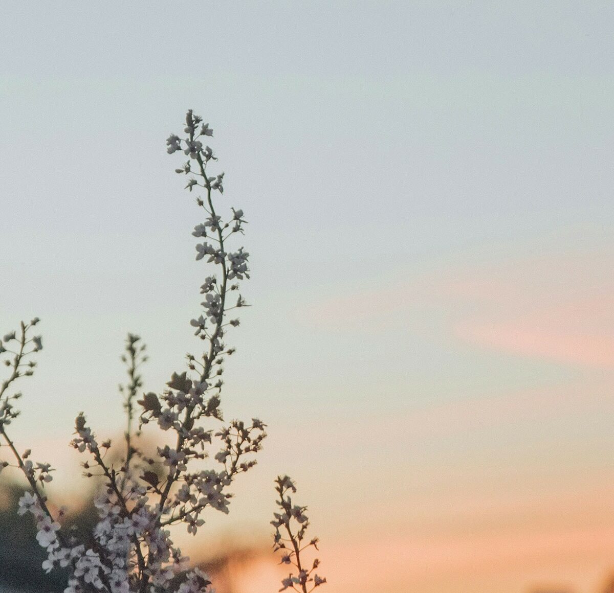 delicate-wildflowers-against-pastel-sunset