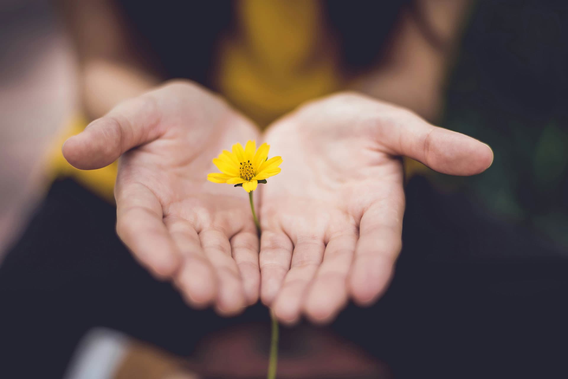 open-hands-holding-yellow-flower
